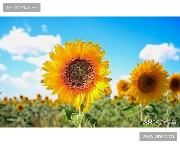 使用开运app手机版轻松预测未来趋势，助你在事业和感情中取得突破